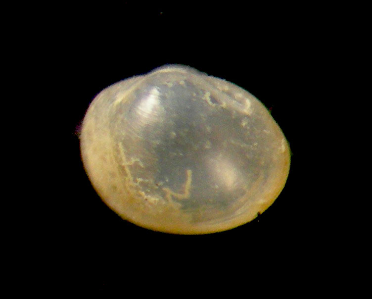 microgloma tumidula